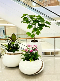 专业绿植出租，点亮慈溪每一处角落